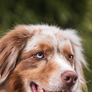 happy customer dog yard