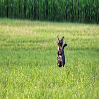 couple with dog backyard